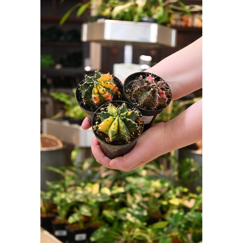 Variegated Gymnocalycium Cactus