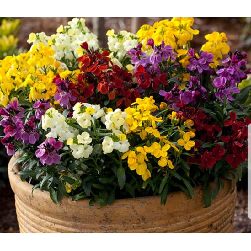 Wallflower Sugar Rush Mixed Colours – Pack of 6