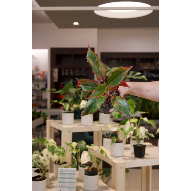 Aglaonema ‘Jasper Jones’|4″