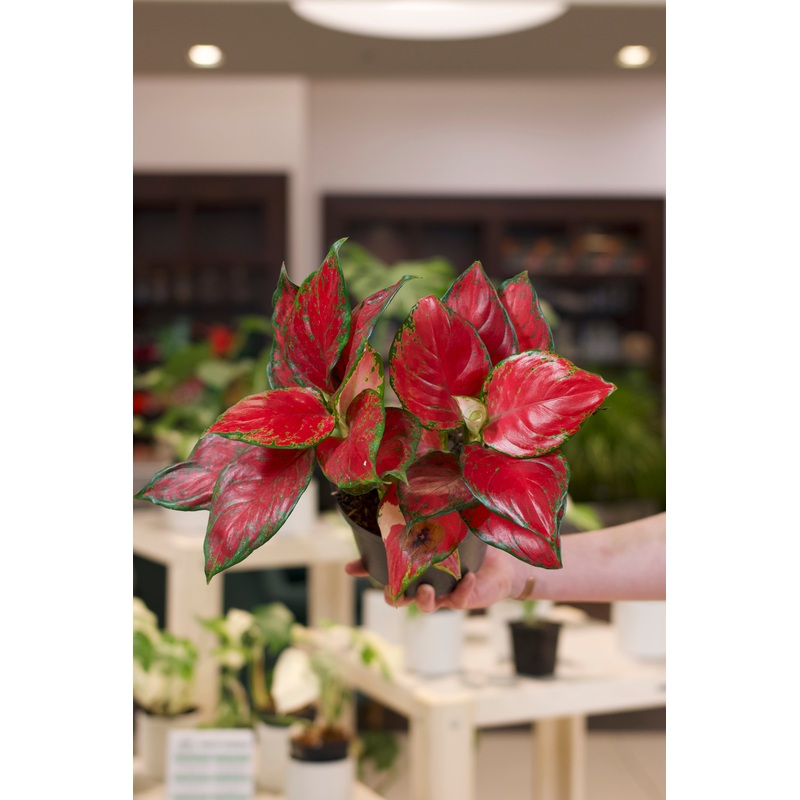 Aglaonema ‘Majesty Red’|6″
