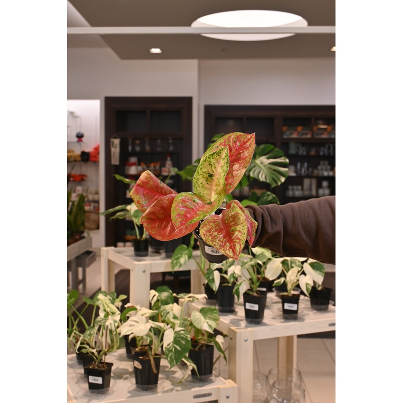 Aglaonema ‘Orange Sombat’|4″