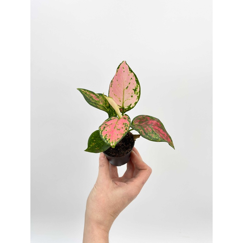 Aglaonema Pinky Promise, Chinese evergreen