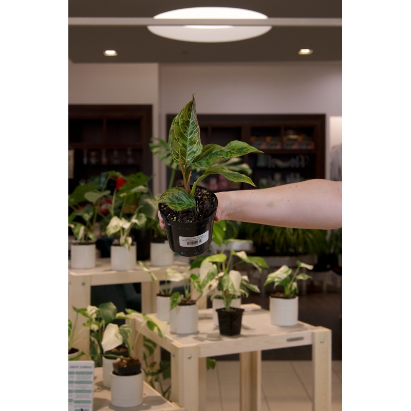 Aglaonema Red Army|4″