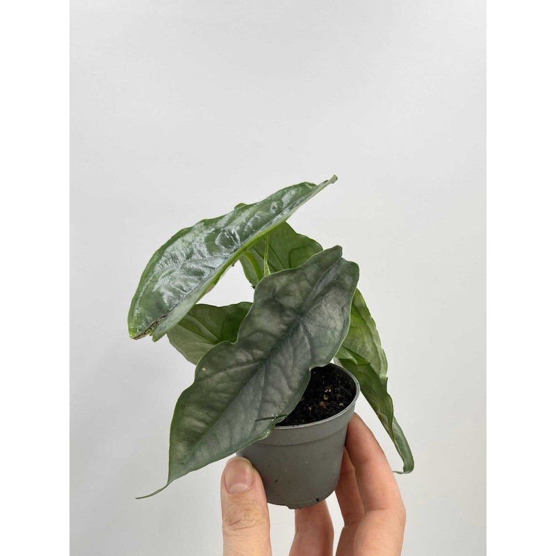 Alocasia heterophylla Dragon’s Breath, Rare Houseplant