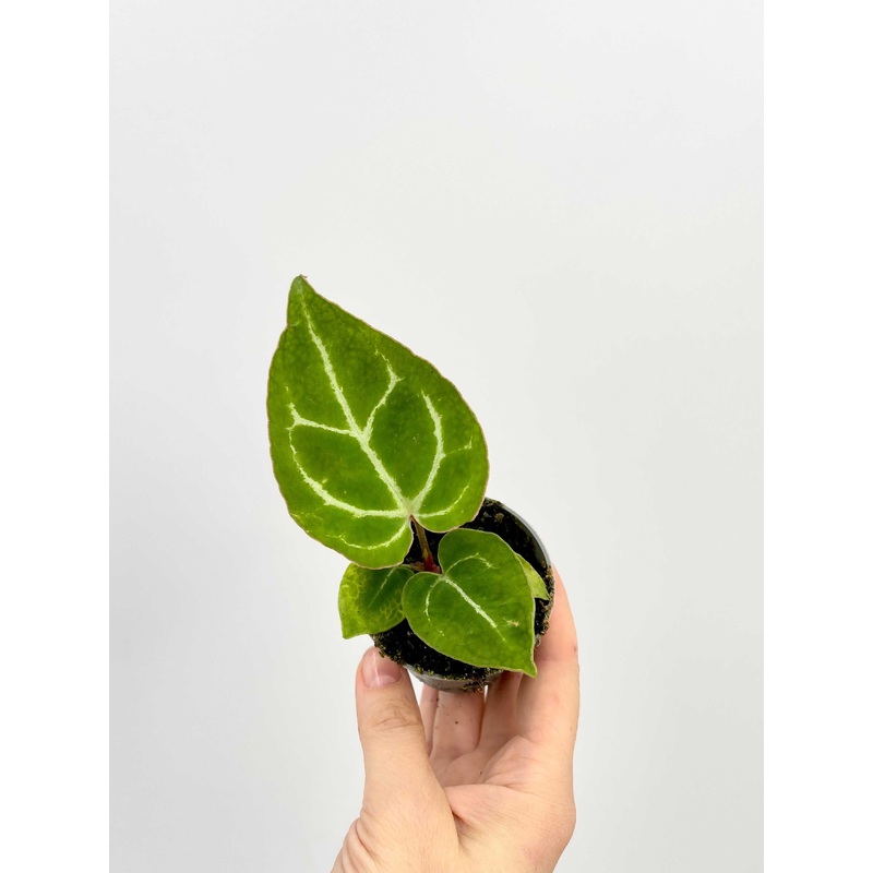 Anthurium Crystallinum, Baby Plant