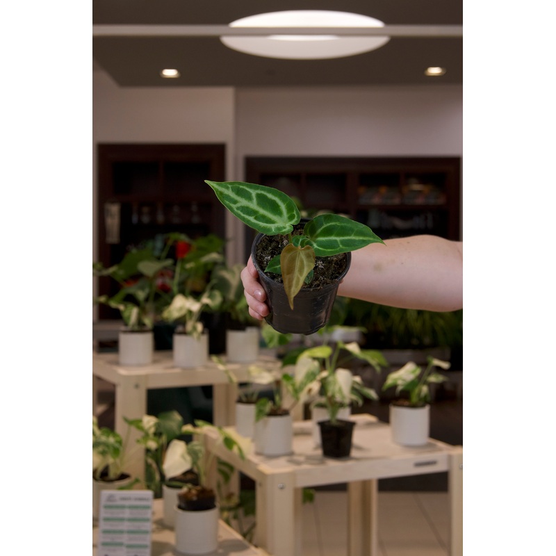 Anthurium Crystallinum Hope x Magnificum
