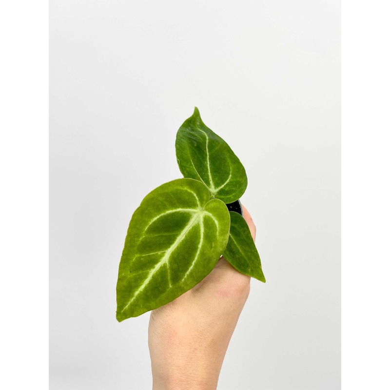 Anthurium Magnificum, 6cm pot, Baby Plant
