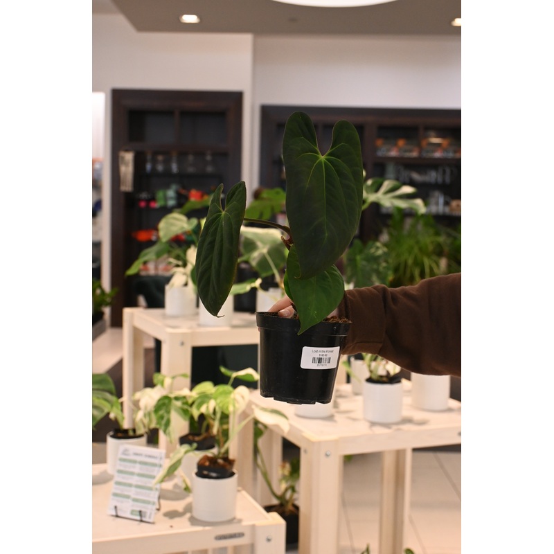 Anthurium Papillilaminum (Long) x ‘Dark Phoenix’