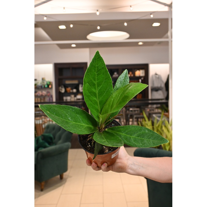 Anthurium Plowmanii|6″