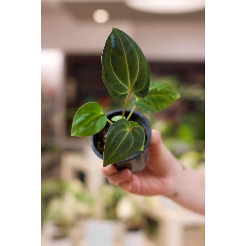 Anthurium Red Crystal (Purple Emergent) x ‘Pap x Carla’