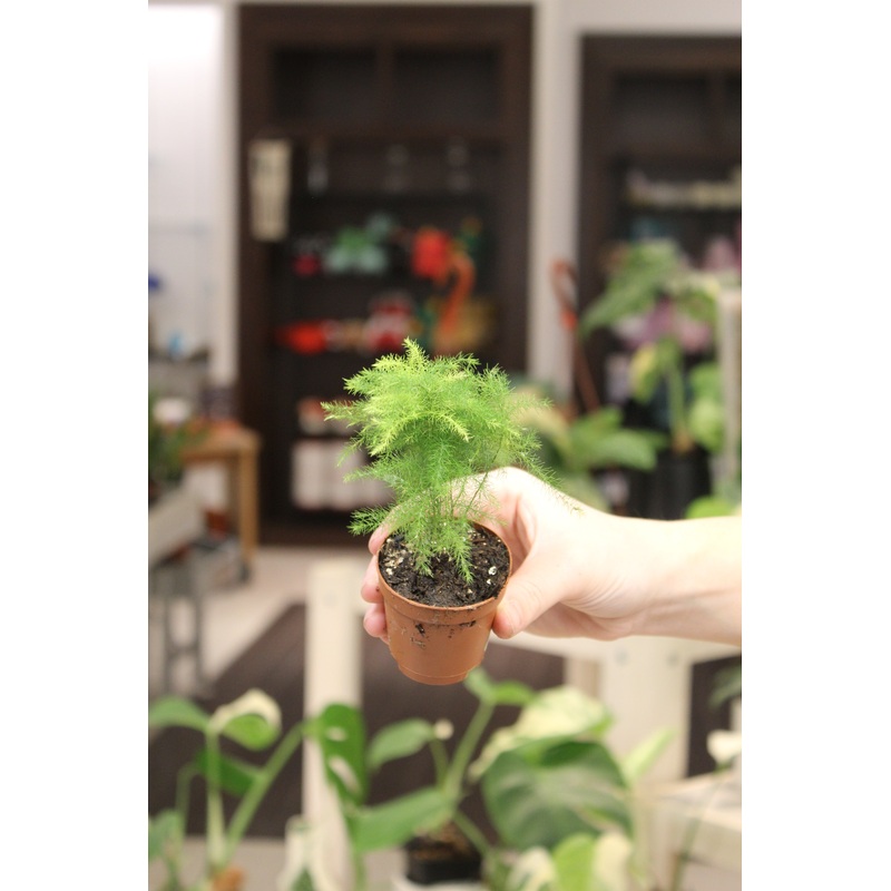 Asparagus Fern|2″