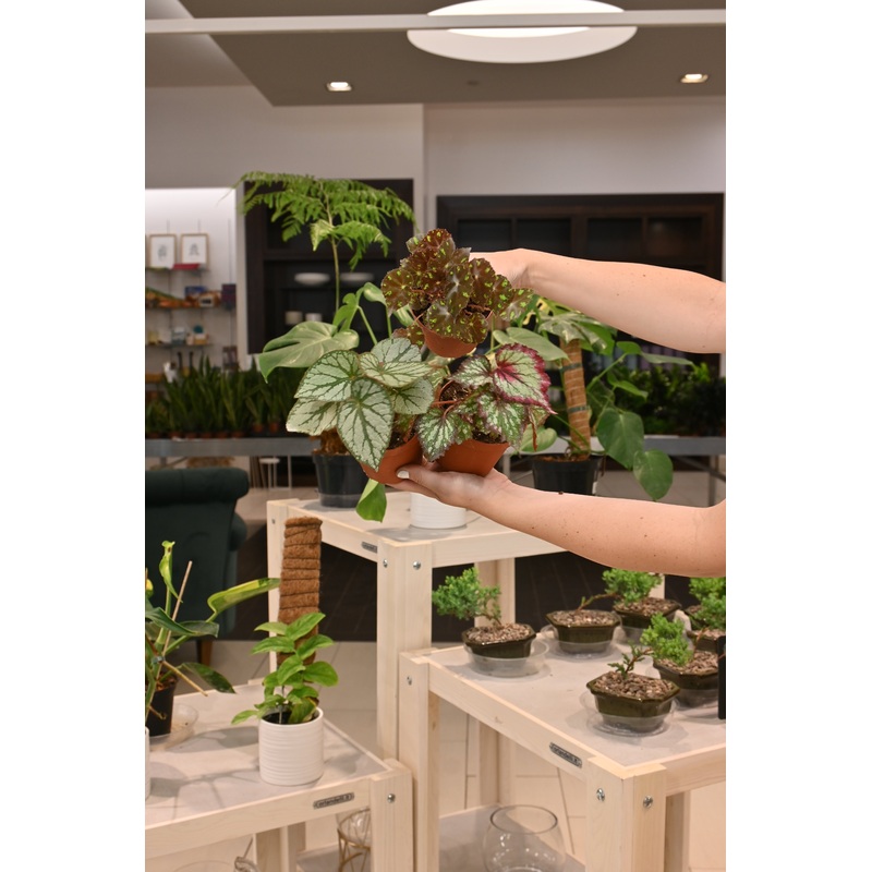 Begonia Assorted|4″