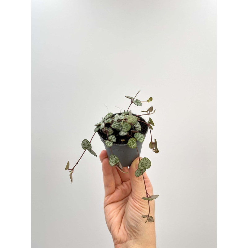 Ceropegia Woodii, String of Hearts, Trailing Houseplant