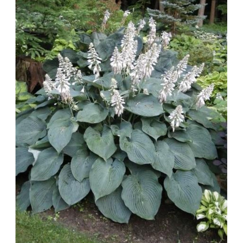 Hosta Blue Angel (Size – Large) – 2 Litre Pot
