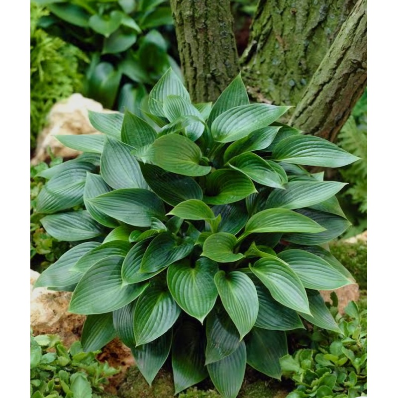 Hosta Devon Green (Size – Medium) 2 Litre Pot