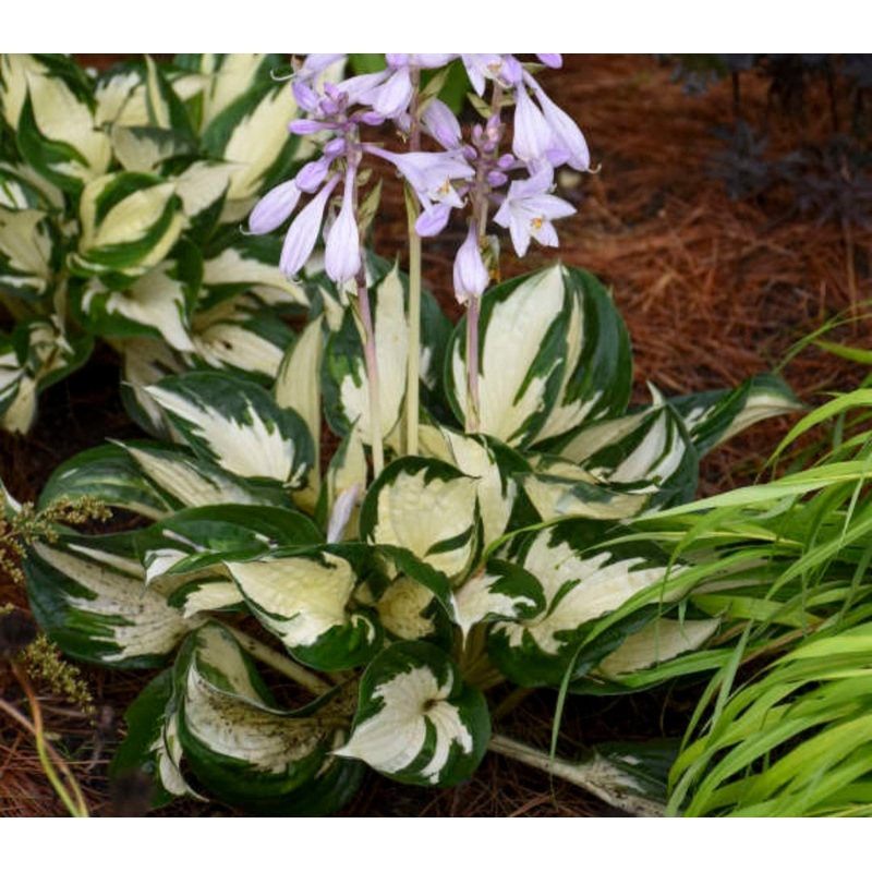 Hosta Fire and Ice (Size – Small) – 2 Litre Pot