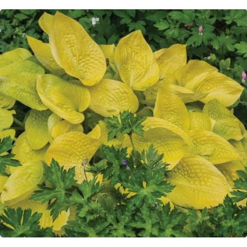 Hosta Glad Tidings (Size – Medium) 2 Litre Pot