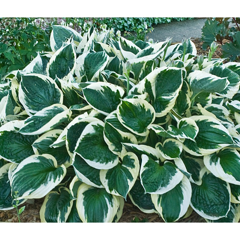 Hosta Minuteman (Size – Large) – 2 Litre Pot