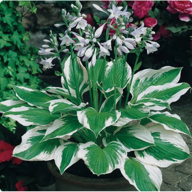 Hosta Patriot (Size – Medium) – 2 Litre Pot