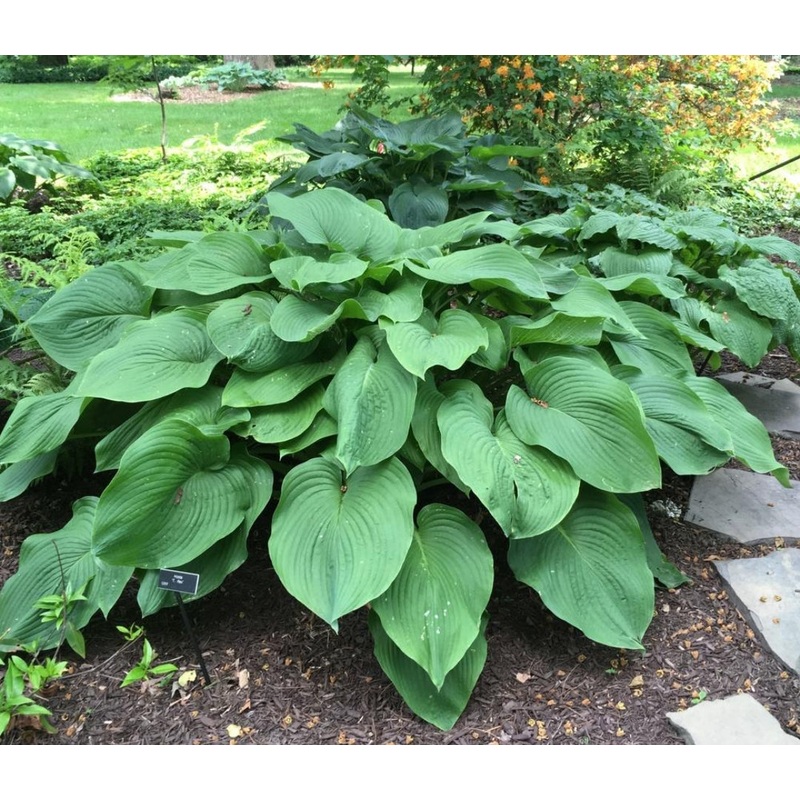 Hosta T-Rex (Size – Huge!) – 2 Litre Pot