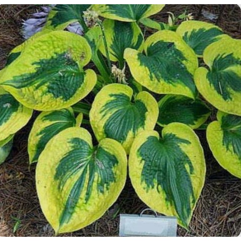 Hosta Tootie Mae (Size – Medium) – 2 Litre Pot