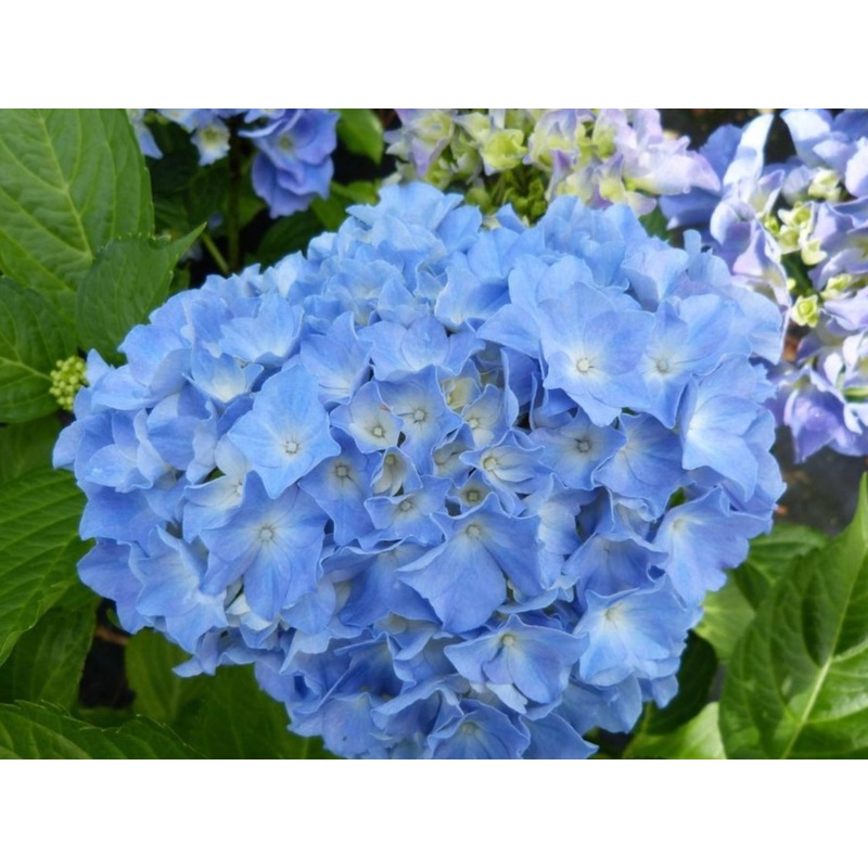 Hydrangea Macrophylla Black Steel Blue Ball 5 Litre Pot