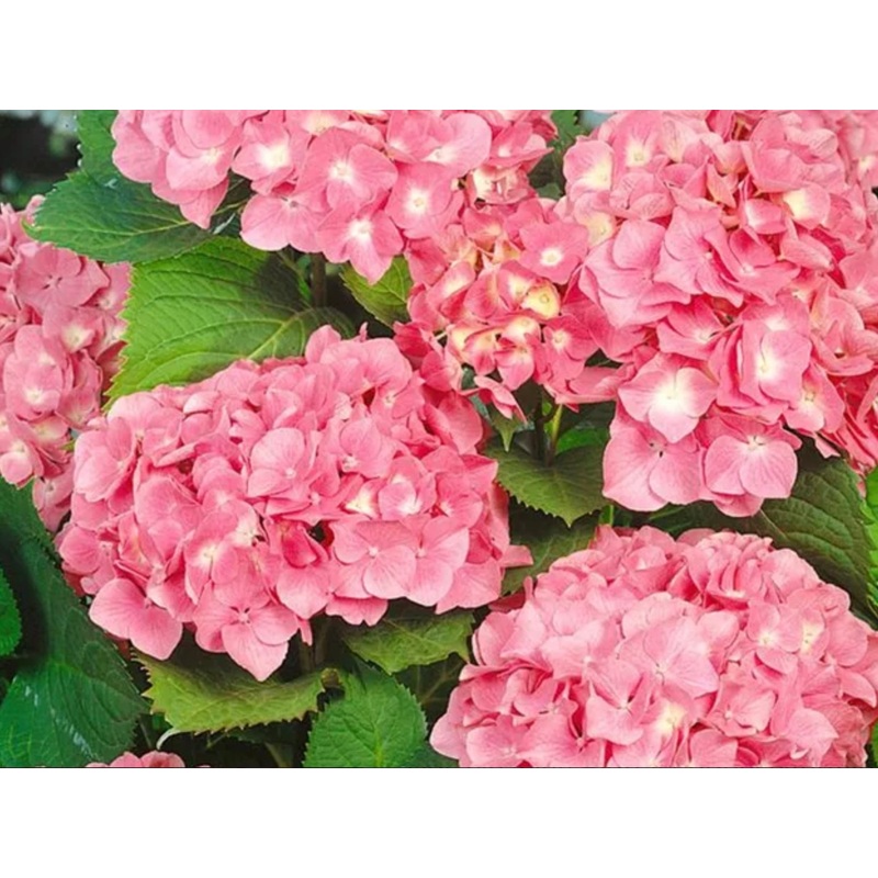 Hydrangea Macrophylla Black Steel Flamingo 5 Litre Pot