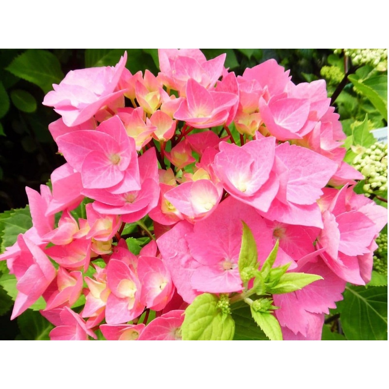 Hydrangea Macrophylla Black Steel Pink Ball 5 Litre Pot