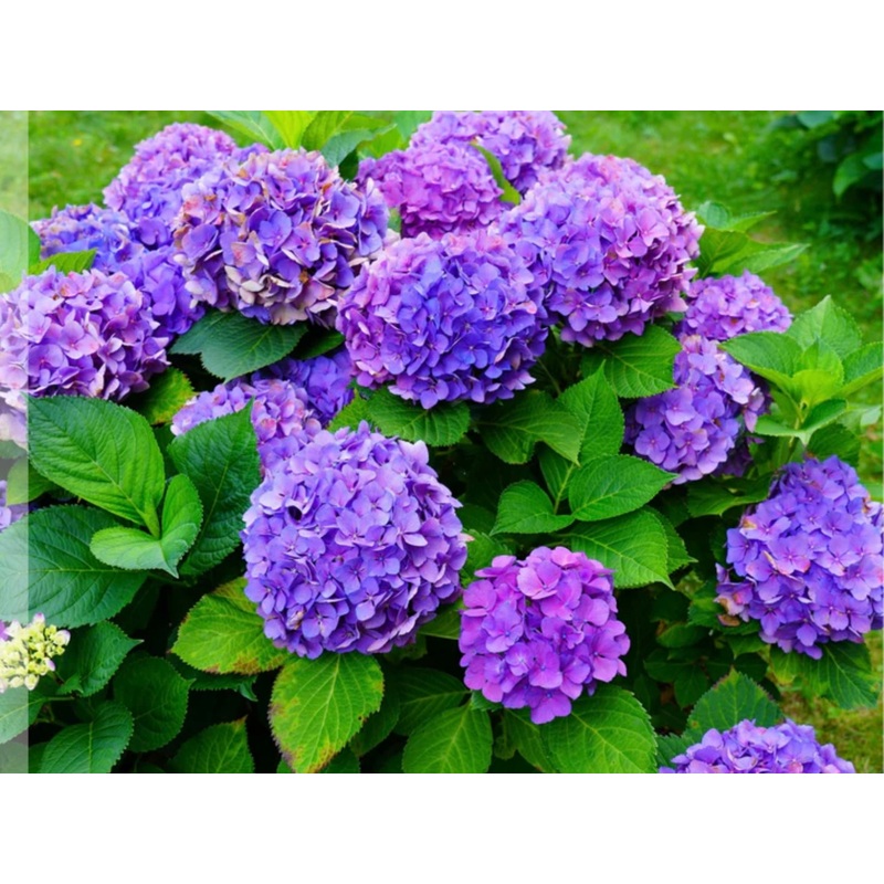 Hydrangea Macrophylla Black Steel Purple Ball 5 Litre Pot