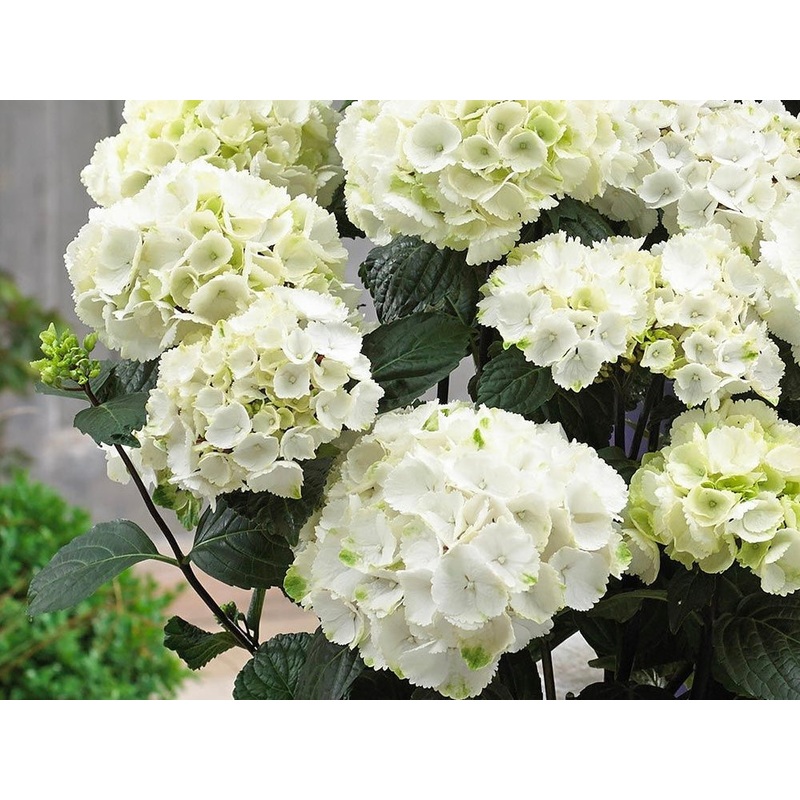 Hydrangea Macrophylla Black Steel White Ball 5 Litre Pot