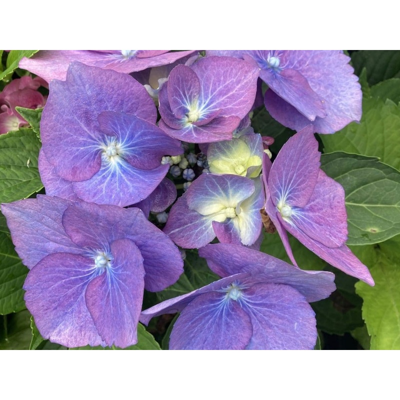 Hydrangea Macrophylla Black Steel Zorro 5 Litre Pot
