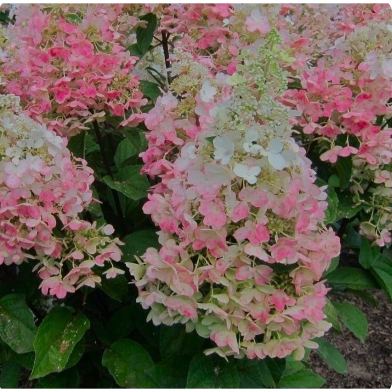 Hydrangea paniculata Candlelight – 5 Litre Pot
