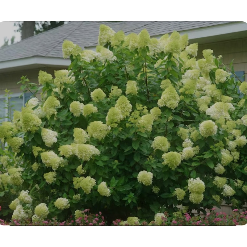 Hydrangea paniculata Limelight – 5 Litre Pot