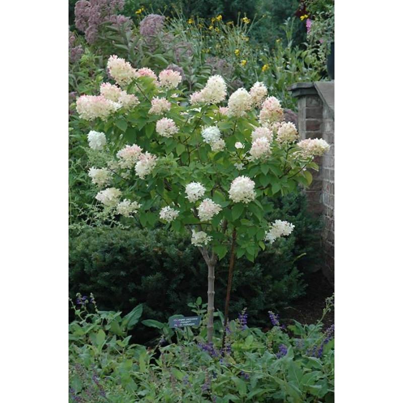 Hydrangea paniculata Limelight – Mini Standard
