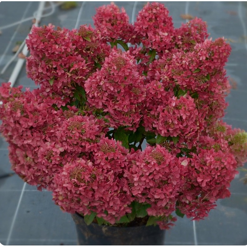 Hydrangea paniculata Petite Cherry – 2 Litre Pot