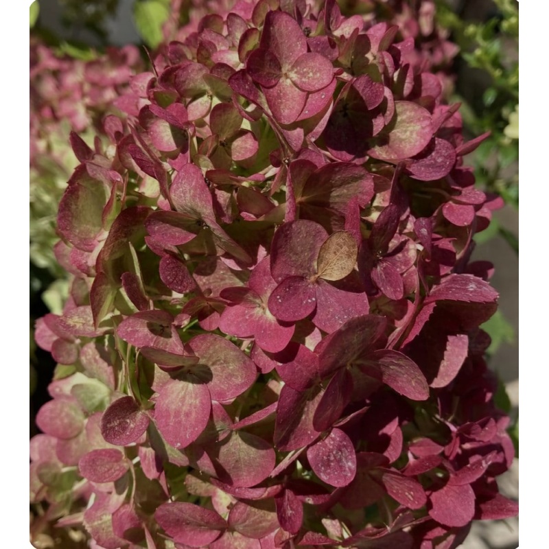 Hydrangea paniculata Petite Cherry – Mini Standard