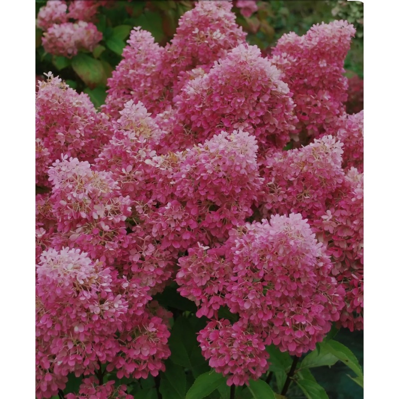 Hydrangea paniculata Petite Flori – 2 Litre Pot