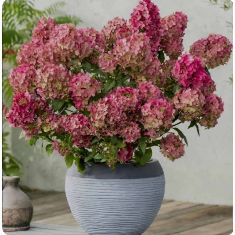 Hydrangea paniculata Petite Star – 2 Litre Pot