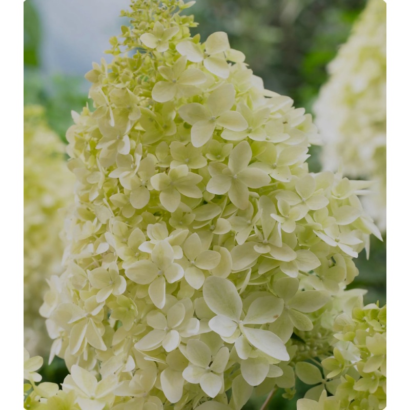 Hydrangea paniculata Phantom – Mini Standard