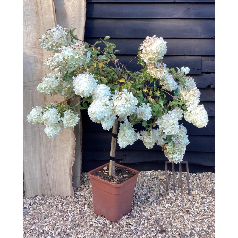Hydrangea paniculata Polar Bear – Mini Standard