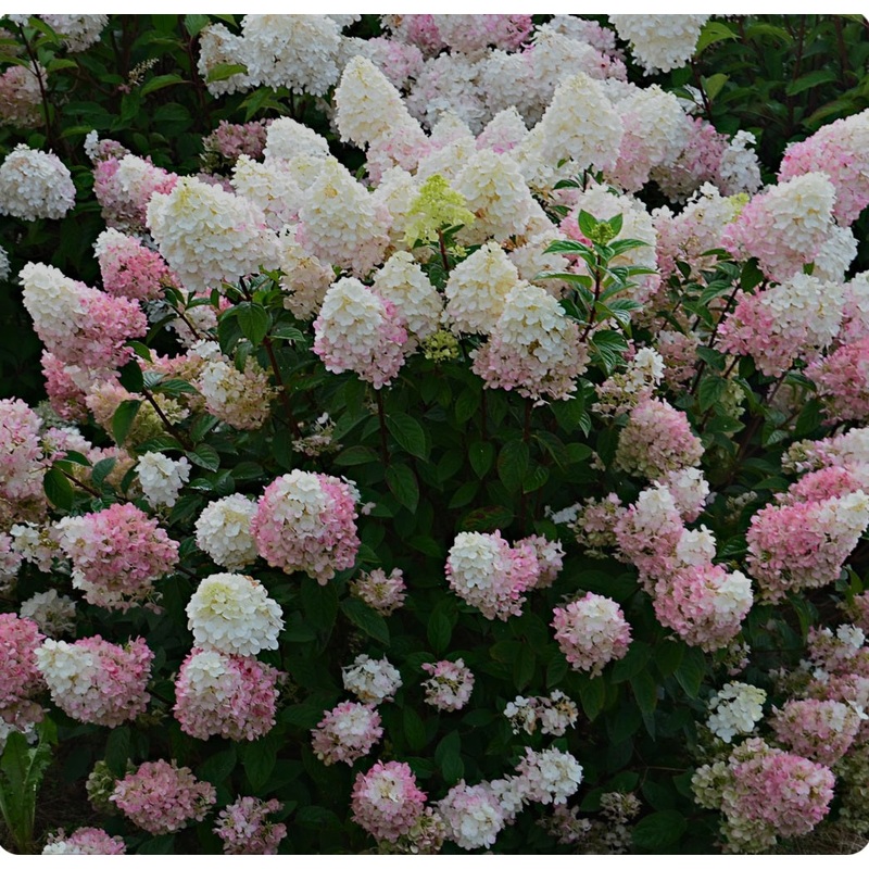 Hydrangea paniculata Sundae Fraise – 5 Litre Pot