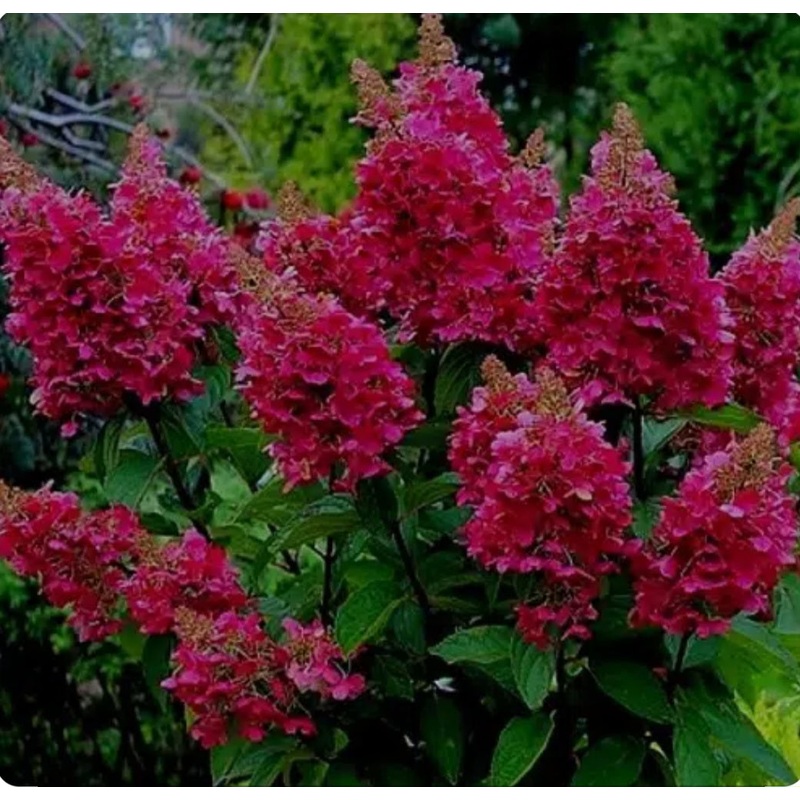 Hydrangea paniculata Wims Red – 5 Litre Pot