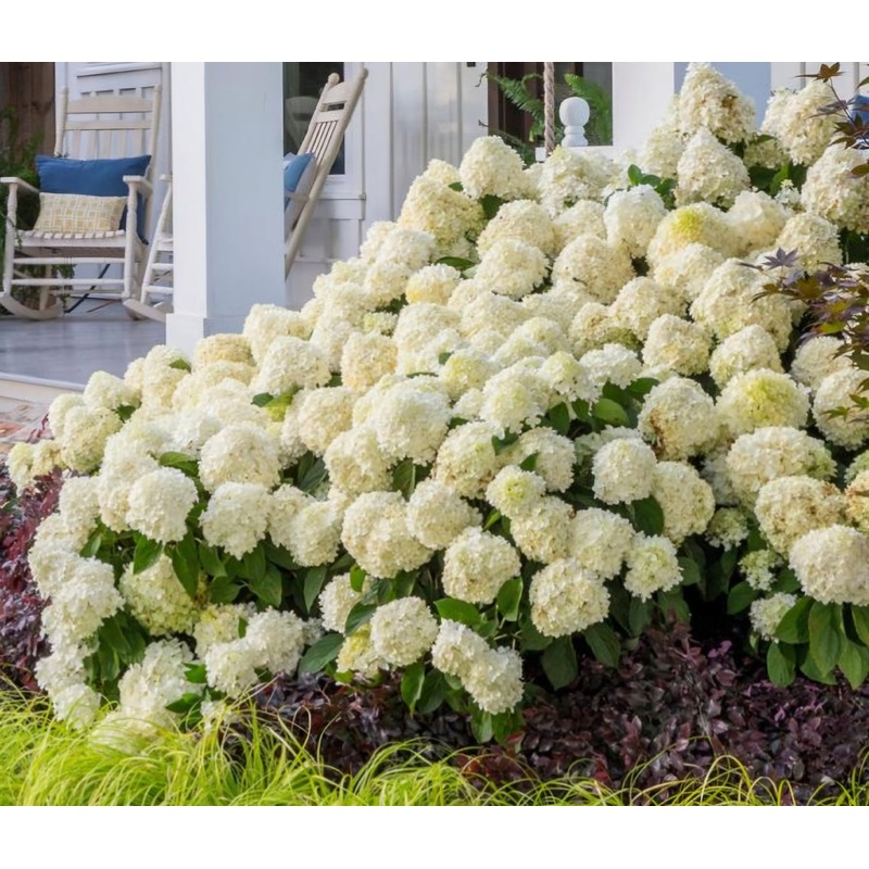Hydrangea White Wedding – 2 Litre Pot