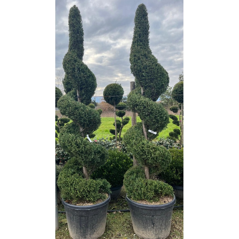 Large Conifer Spiral – Cupressocyparis Castlewellan Gold