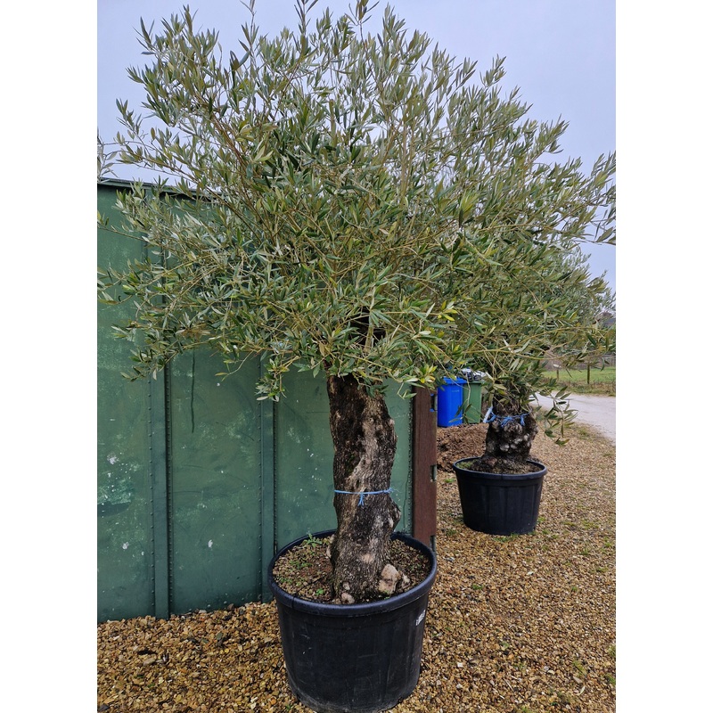 Large Olive Tree – Old Gnarled Trunk