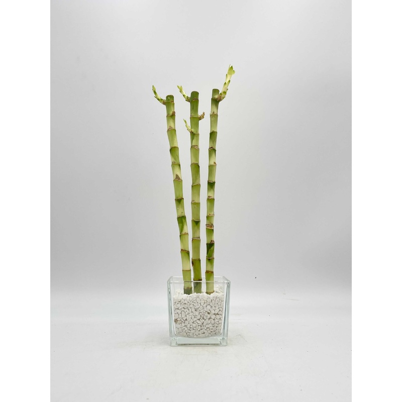 Lucky Bamboo in Glass Vase