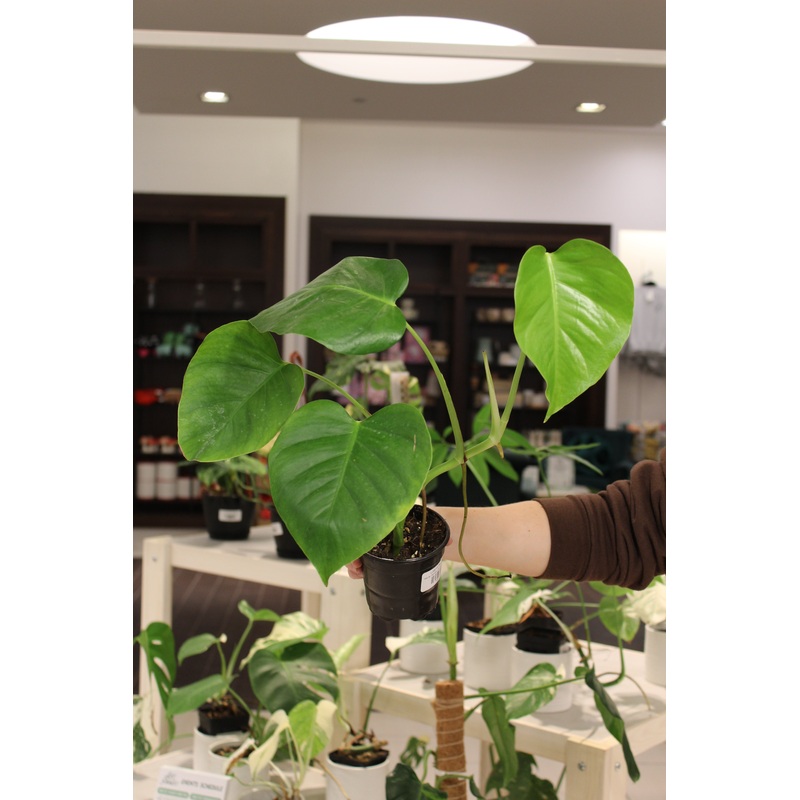 Monstera Sierrana (Hawaiian Clone)