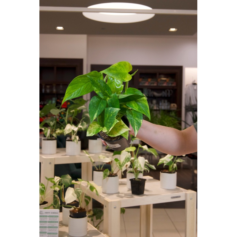 Neon Queen Pothos|4″