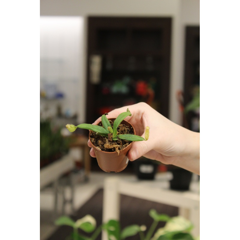 Nepenthes Albomarginata|2″