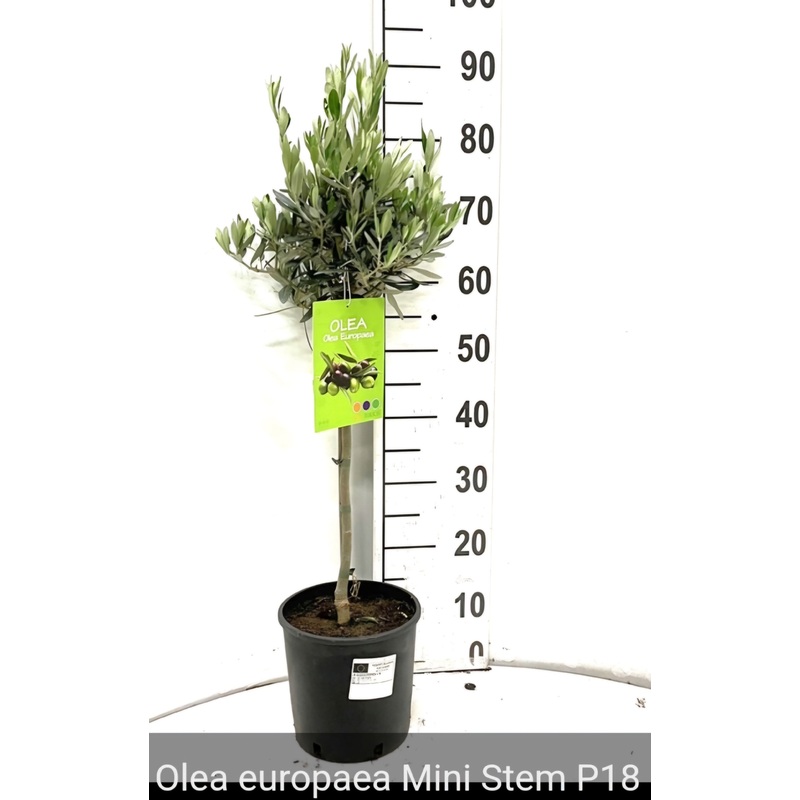 Olive Mini Standard – 3 Litre Pot